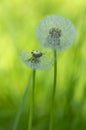 Common dandelion Taraxacum officinale faded flowers looks like snow ball, ripe cypselae fruits Royalty Free Stock Photo