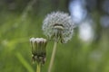 Common dandelion Taraxacum officinale faded flowers looks like snow ball, ripe cypselae fruits Royalty Free Stock Photo