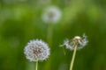 Common dandelion Taraxacum officinale faded flowers looks like snow ball, ripe cypselae fruits Royalty Free Stock Photo