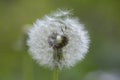 Common dandelion Taraxacum officinale faded flowers looks like snow ball, ripe cypselae fruits on the stem