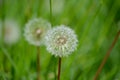 Common dandelion Taraxacum officinale faded Royalty Free Stock Photo