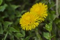 Common dandelion with bugs on flower Royalty Free Stock Photo