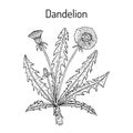 Common dandelion Taraxacum officinale , medicinal plant