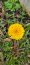 Common dandelion (Taraxacum sect. Ruderalia