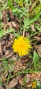 Common dandelion (Taraxacum sect. Ruderalia