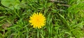 Common dandelion (Taraxacum sect. Ruderalia