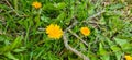 Common dandelion (Taraxacum sect. Ruderalia