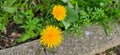 Common dandelion (Taraxacum sect. Ruderalia