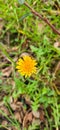 Common dandelion (Taraxacum sect. Ruderalia