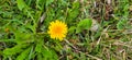 Common dandelion (Taraxacum sect. Ruderalia