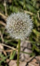 Common Dandelion Taraxacum Seedhead Closeup Royalty Free Stock Photo