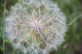 Common Dandelion Tuft