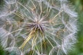 Common Dandelion Tuft