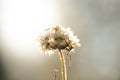 common dandelion weed grass at shine bright sunny color yellow sunrise wallpaper Royalty Free Stock Photo