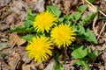 Common Dandelion Wildflowers, Taraxacum officinale