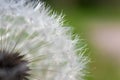 Common dandelion in the wind Royalty Free Stock Photo