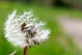 Common dandelion in the wind Royalty Free Stock Photo
