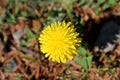 Common dandelion yellow flower