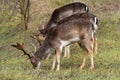 fallow-deer Common Daniel Dama dama - a species of mammal from the deer family.three males grazing in the meadow