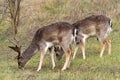 fallow-deer Common Daniel Dama dama - a species of mammal from the deer family. two males grazing in the meadow