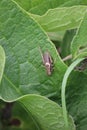 common dark Bush-cricket on Comfrey-leaf Royalty Free Stock Photo