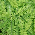 Western maidenhair fern (Adiantum aleuticum) Royalty Free Stock Photo