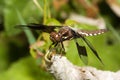 Common Darter dragonfly