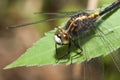 Common Darter Dragonfly