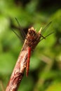 Common darter dragonfly. Royalty Free Stock Photo