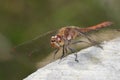 Common Darter Dragonfly Royalty Free Stock Photo
