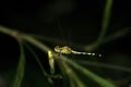 Common Darter Dragonfly