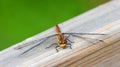 Common Darter Dragonfly Female on wooden handrail.