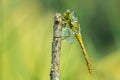 Dragonfly without movement, early summer morning Royalty Free Stock Photo