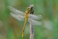 Dragonfly with spread wings in morning dew. Royalty Free Stock Photo