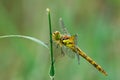 Dragonfly waiting for prey, close up. Royalty Free Stock Photo
