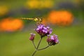 The common darter dragonfly on flower Royalty Free Stock Photo