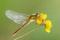 Common Darter Dragonfly. Royalty Free Stock Photo