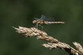 Common Darter dragonfly