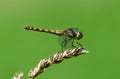 Common Darter Dragonfly perched on grass. Royalty Free Stock Photo