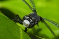 Common Darter Dragonfly