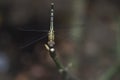 Darter Dragonfly Royalty Free Stock Photo