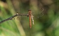 Common darter dragonfly Royalty Free Stock Photo