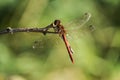 Common darter dragonfly Royalty Free Stock Photo