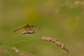 Common darter dragonfly sitting on a flowering grass halm - Sympetrum striolatum Royalty Free Stock Photo