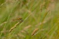 Common darter dragonfly sitting on a flowering grass halm, side view - Sympetrum striolatum Royalty Free Stock Photo