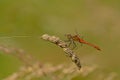 Common darter dragonfly sitting on a grass flower halm - Sympetrum striolatum Royalty Free Stock Photo