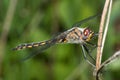 Common Darter Dragonfly standing on a Branch Royalty Free Stock Photo