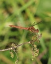 Common Darter Dragonfly, sympetrum striolatum Royalty Free Stock Photo