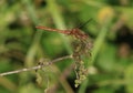 Common Darter Dragonfly, sympetrum striolatum Royalty Free Stock Photo