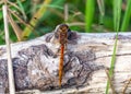 Common Darter Dragonfly - Sympetrum striolatum at rest. Royalty Free Stock Photo